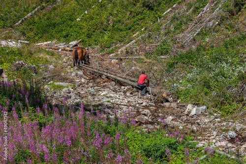 Hard work of man and horse in inaccessible mountain areas.
