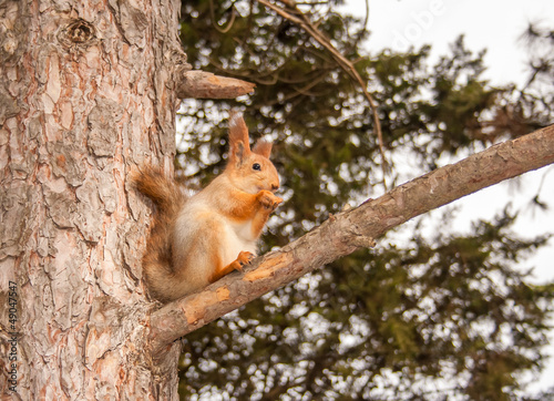 Cute squirrel sitting on the pine tree