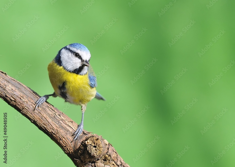 Fototapeta premium Blue tit.