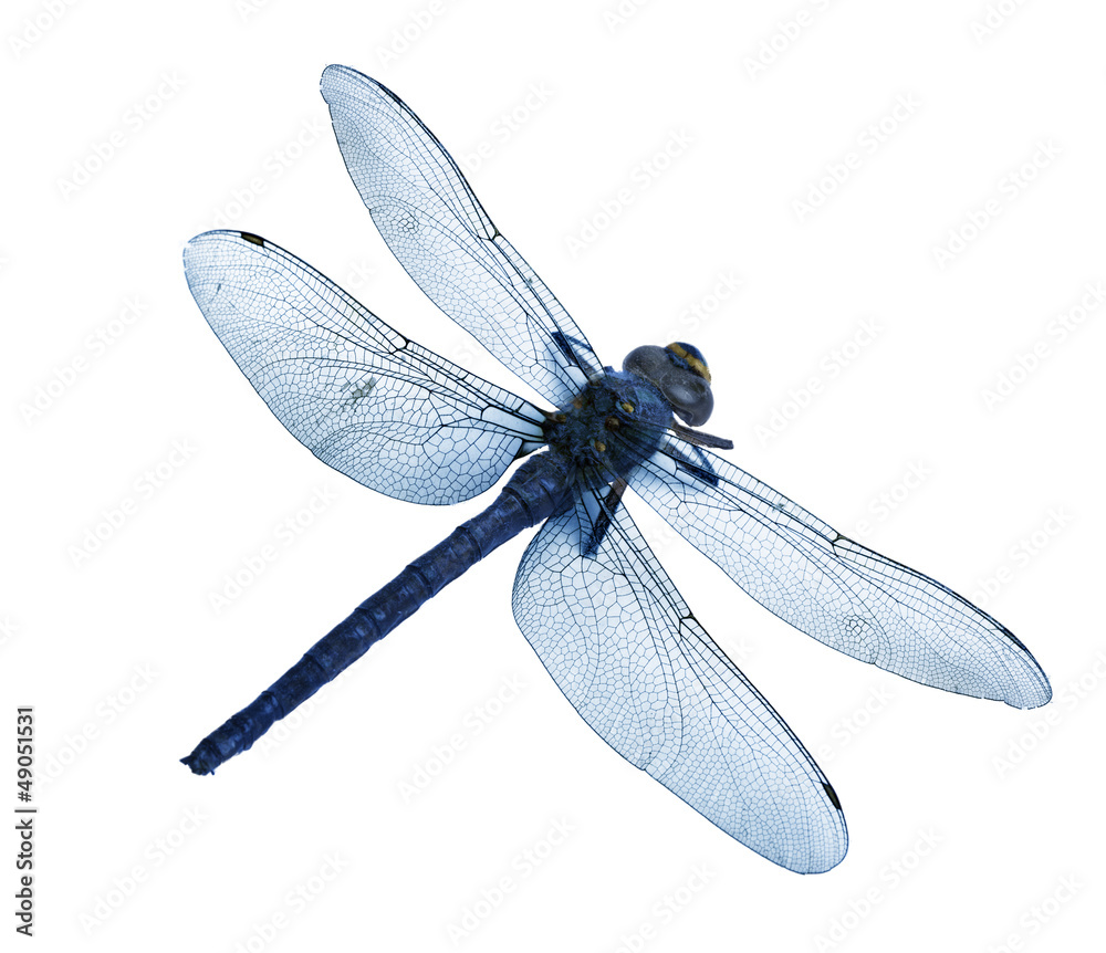 dragonfly isolated high quality - obrazy, fototapety, plakaty 