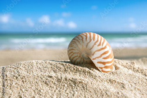 nautilus shell with ocean , beach and seascape, shallow dof