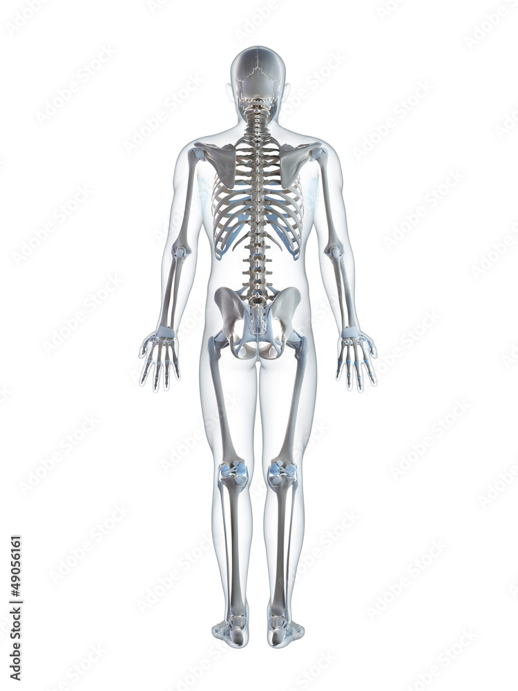 3d rendered illustration of the male skeleton 3d rendered illustration of the male skeleton