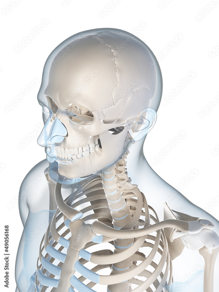 3d rendered illustration of the male skeleton 3d rendered illustration of the male skeleton