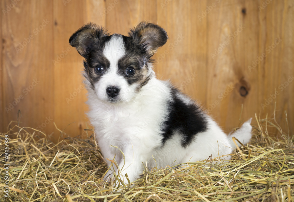 Papillon puppy sitting on a straw Papillon puppy sitting on a straw