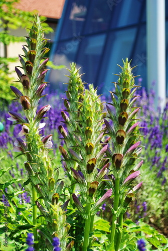 The flower Acanthus spinosus photo