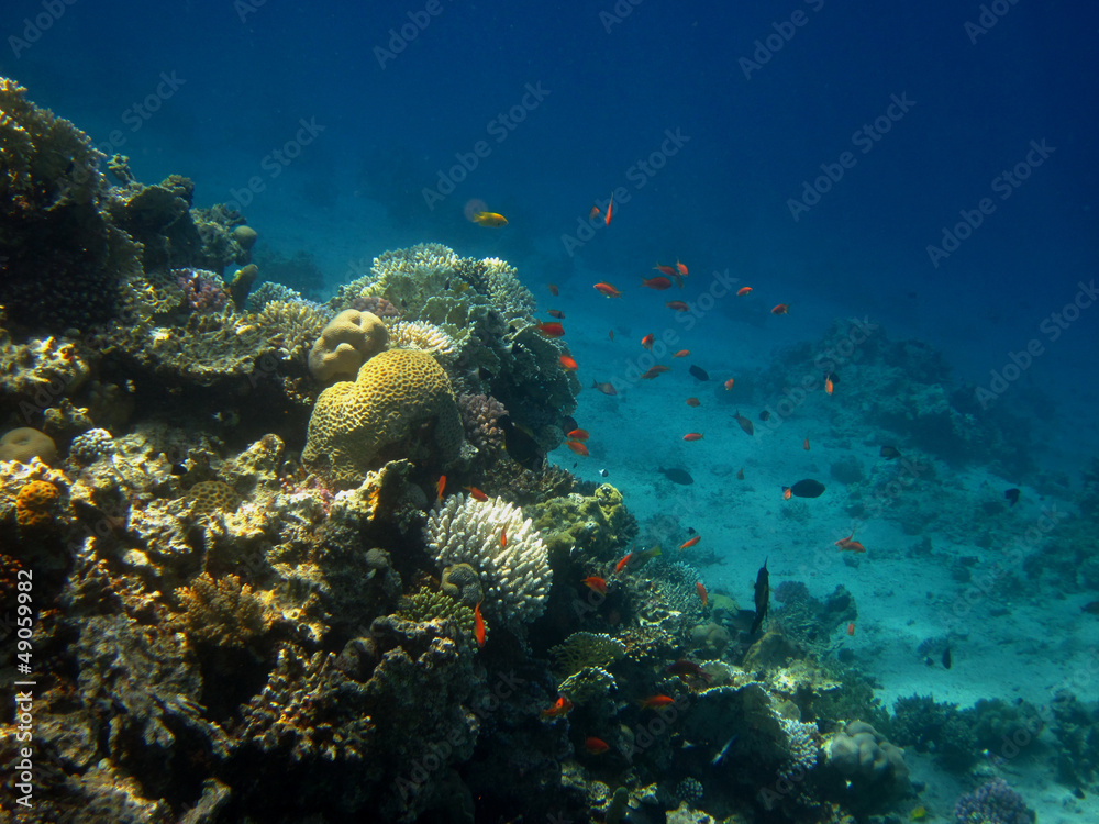 korallenriff im meer
