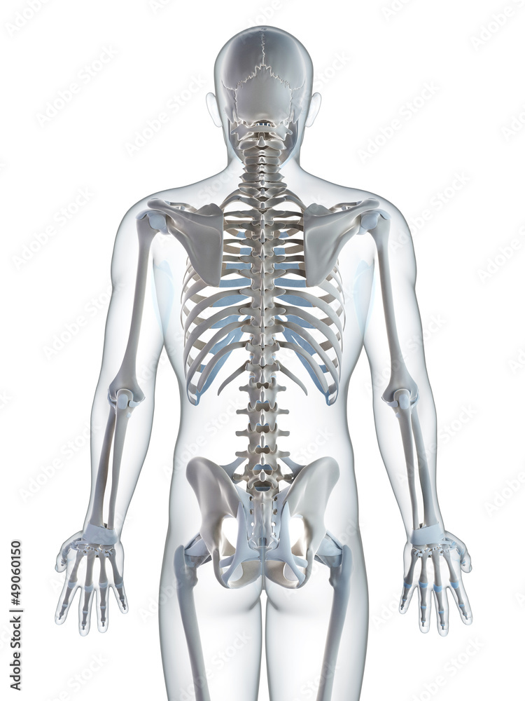 3d rendered illustration of the male skeleton