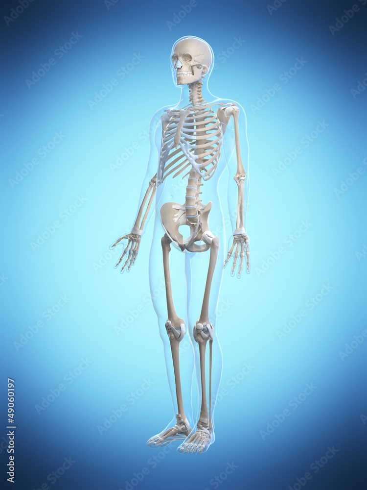 3d rendered illustration of the male skeleton 3d rendered illustration of the male skeleton