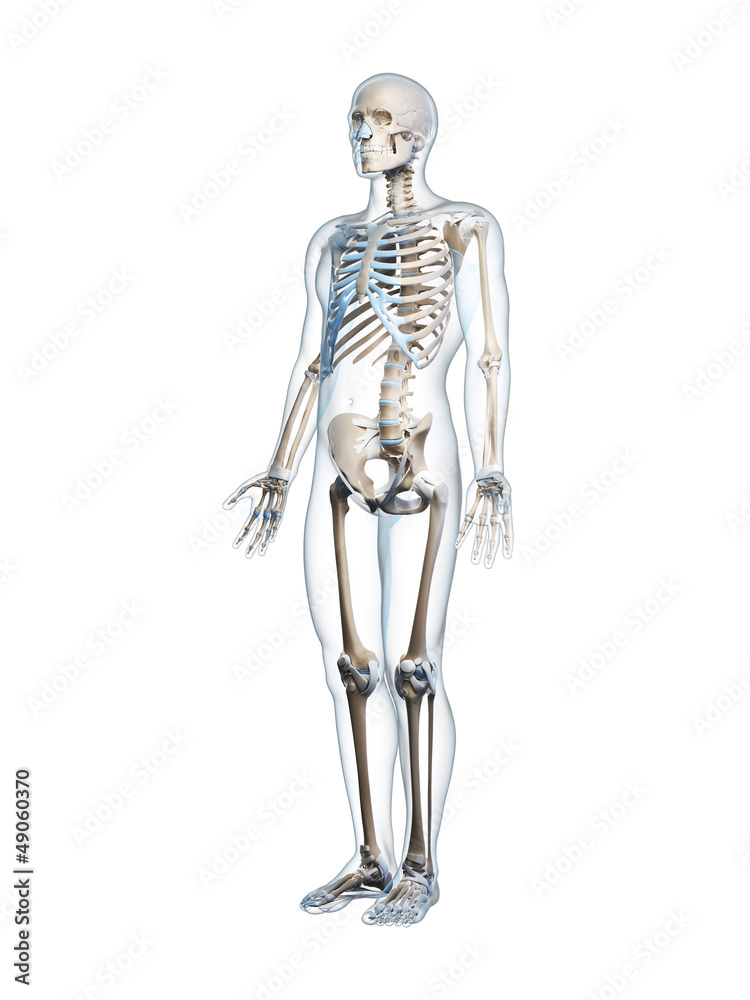 3d rendered illustration of the male skeleton