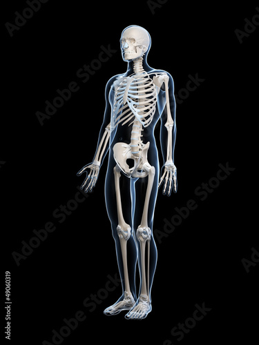 3d rendered illustration of the male skeleton © Sebastian Kaulitzki