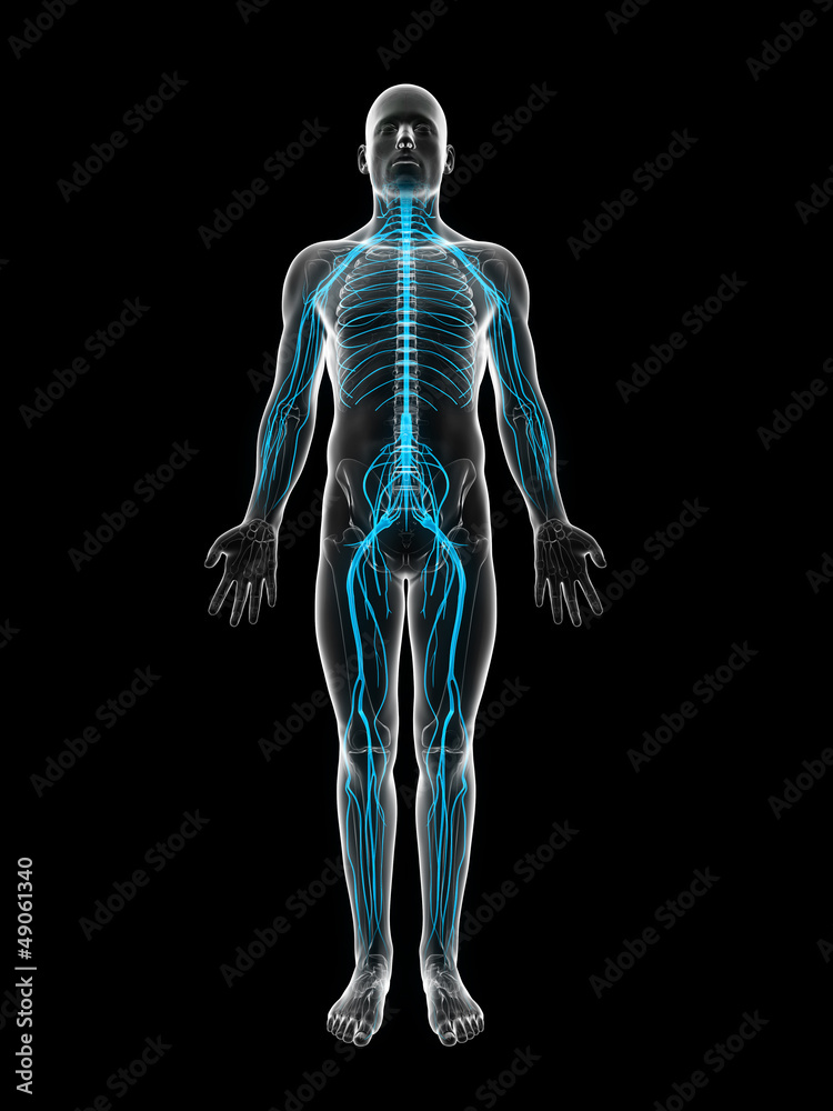 3d rendered illustration of the male nerve system 3d rendered illustration of the male nerve system