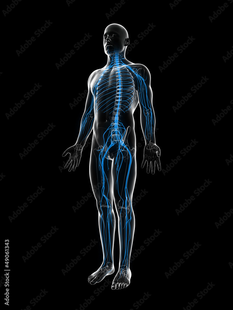 3d rendered illustration of the male nerve system 3d rendered illustration of the male nerve system