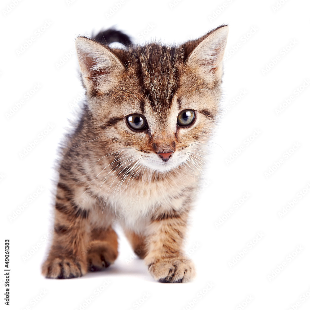 Obraz premium The striped kitten