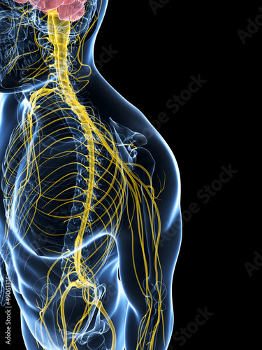 3d rendered illustration of the male nerve system