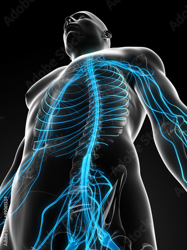 3d rendered illustration of the male nerve system