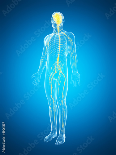3d rendered illustration of the male nerve system © Sebastian Kaulitzki