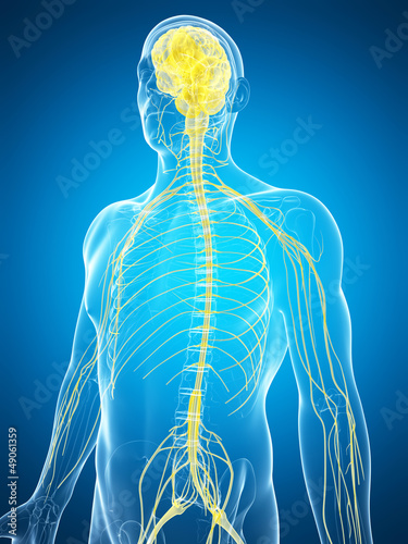 3d rendered illustration of the male nerve system