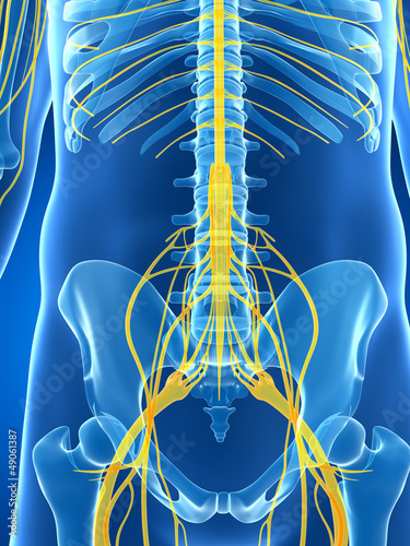 3d rendered illustration of the male nerve system