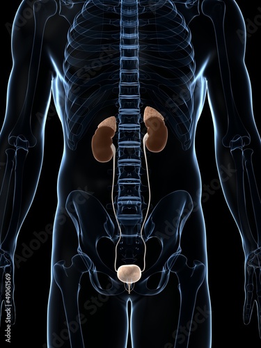 3d rendered illustration of the male kidneys