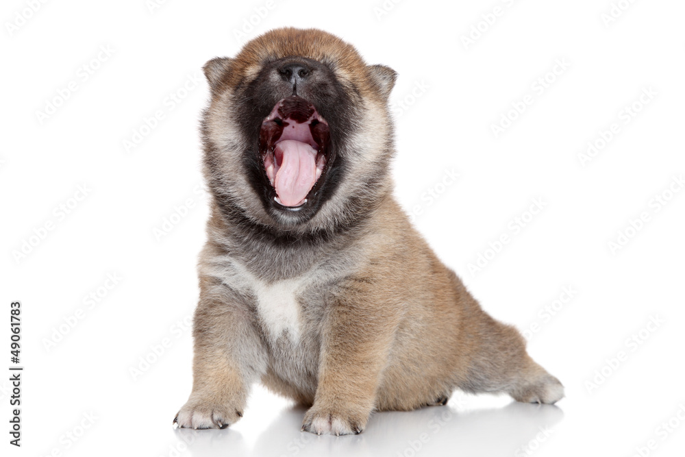 Japanese Shiba Inu puppy yawning