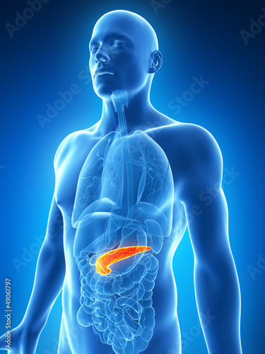 3d rendered illustration of the male pancreas photo