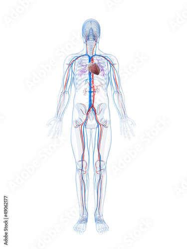 Konstfotografi 3d rendered illustration of the human vascular system