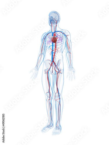 3d rendered illustration of the human vascular system photo