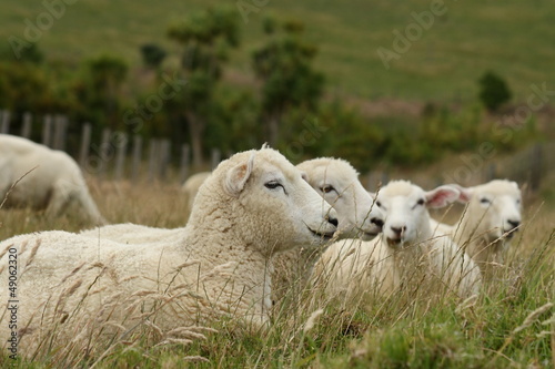 Fototapeta Naklejka Na Ścianę i Meble -  resting sheep