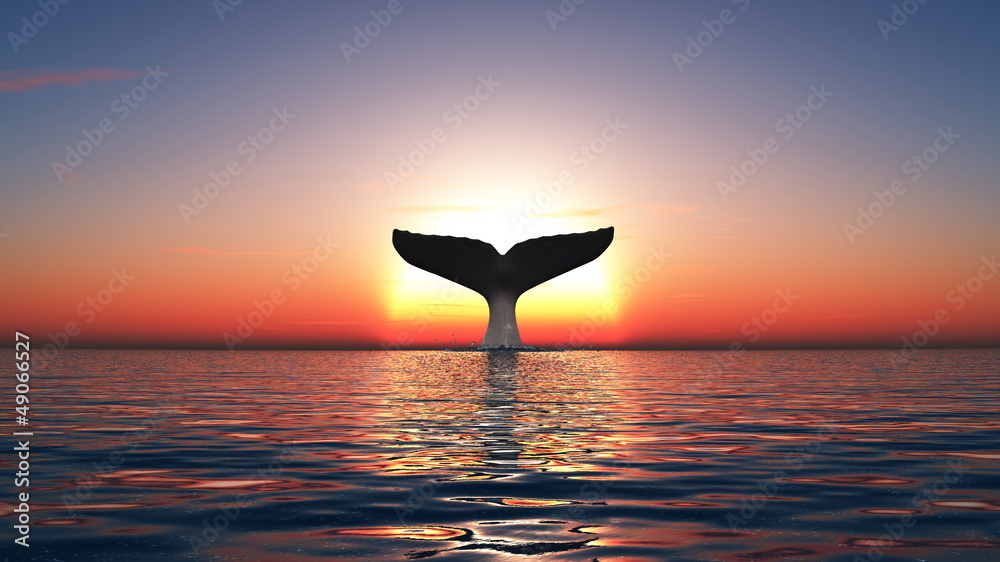 Obraz premium クジラ