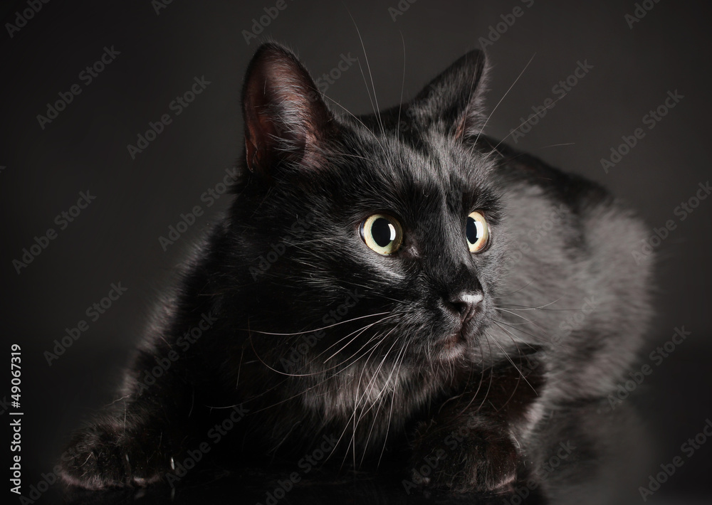 Black cat on black background Black cat on black background
