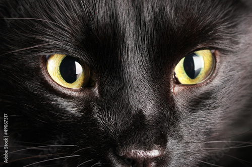 Fototapeta Naklejka Na Ścianę i Meble -  Black cat, close up