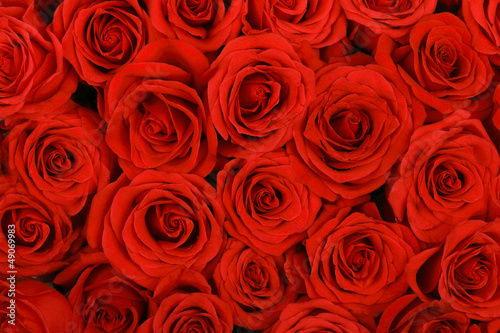 Fototapeta Naklejka Na Ścianę i Meble -  Red natural roses background