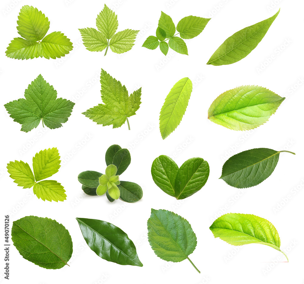 Set of berry and fruit leaves isolated on white background Set of berry and fruit leaves isolated on white background