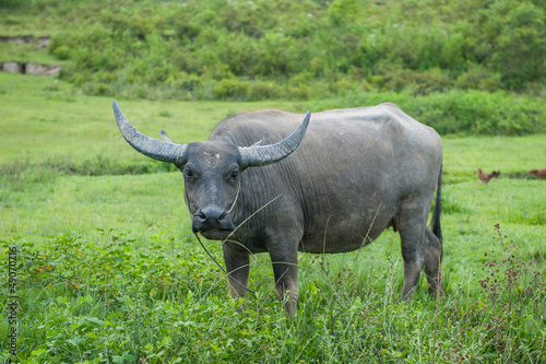 Buffalo, Sumatra, Indonesia