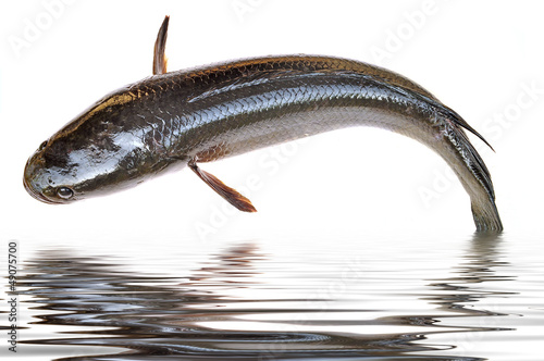Giant snakehead fish photo