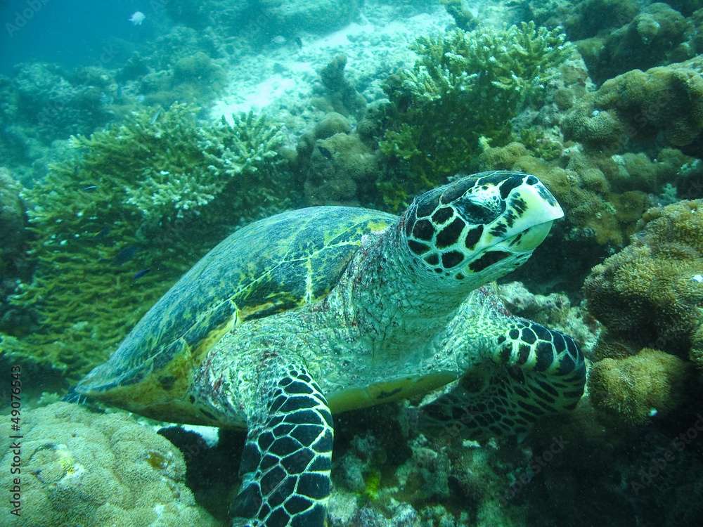 Obraz premium A big Hawksbill Turtle in Maldivian ocean.