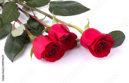 Gift roses on valentine day