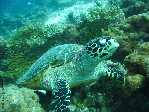A big Hawksbill Turtle in Maldivian ocean.