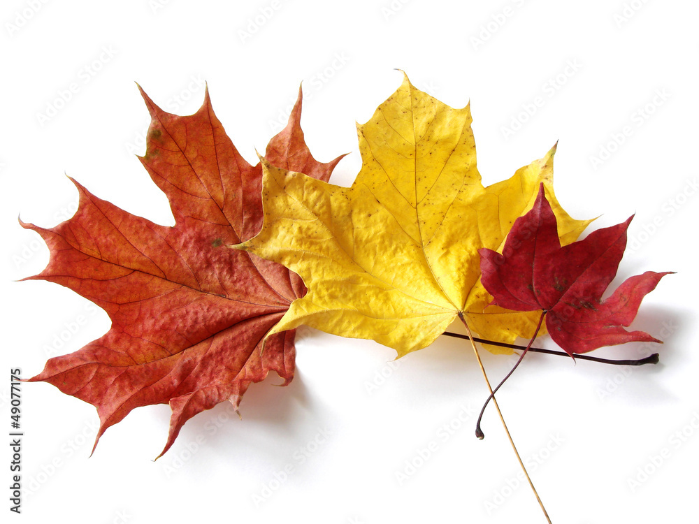 Fototapeta premium three maple leaves