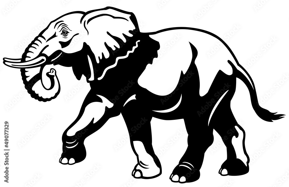elephant black white