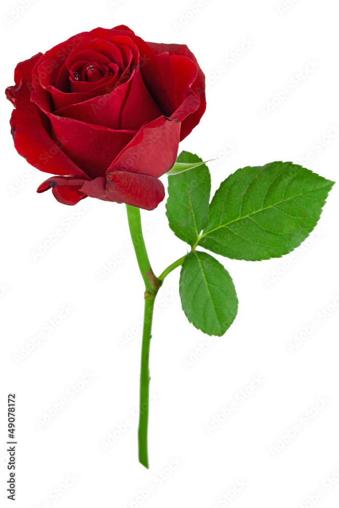 Fototapeta premium Rote Rose