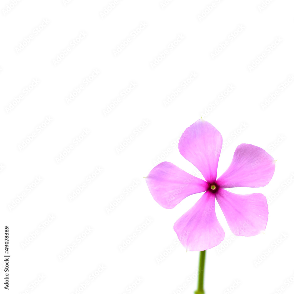 pink watercress flower with soft focus pink watercress flower with soft focus