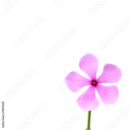 pink watercress flower with soft focus