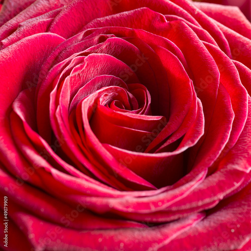 Bright Pink Rose Background