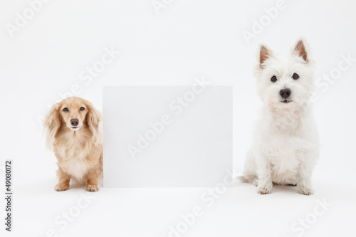 Fototapeta Naklejka Na Ścianę i Meble -  テリアとダックスフント