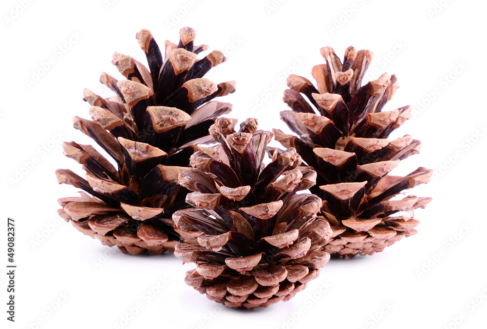 Pine cones