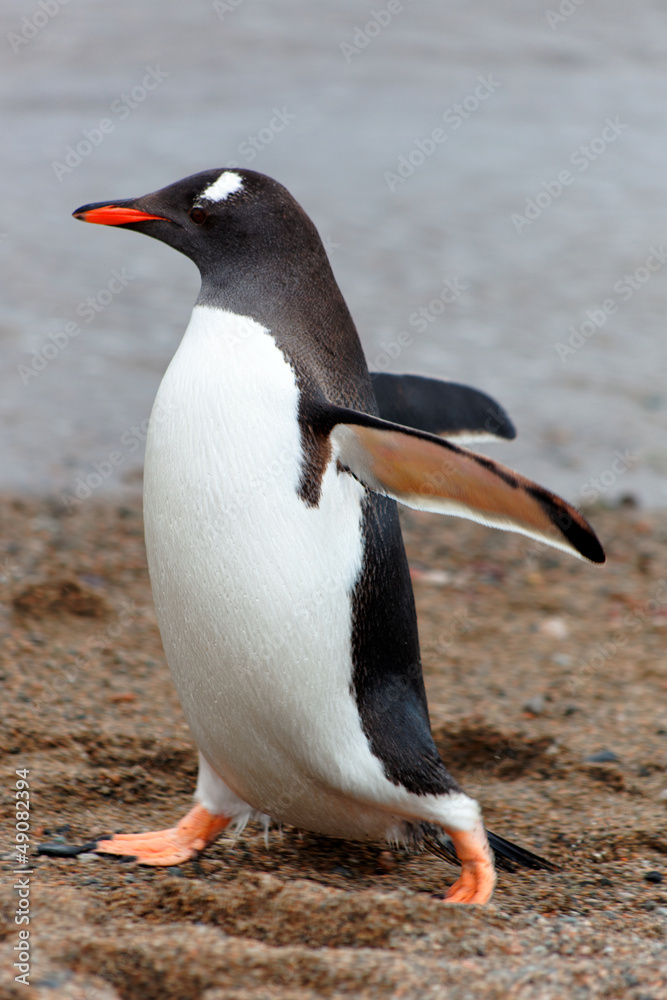 Naklejka premium Walking Gentoo penguine, Antarctica