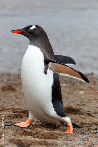Walking Gentoo penguine, Antarctica