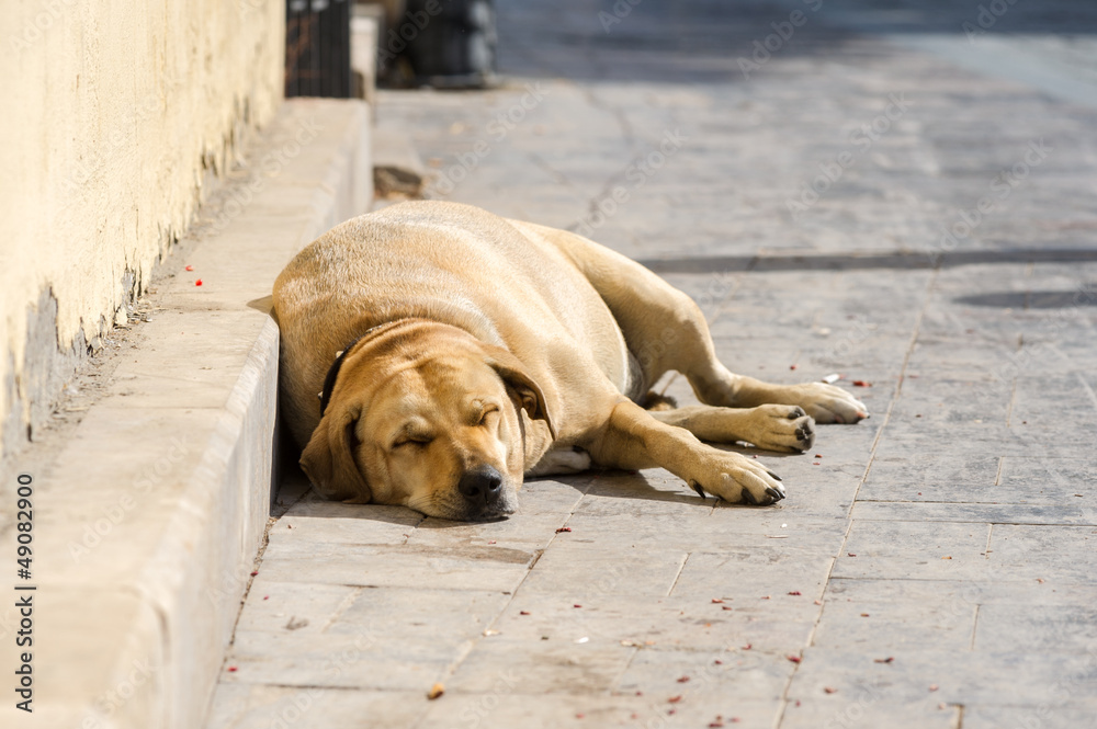 Fototapeta premium A big pregnant dog sleeping on the street