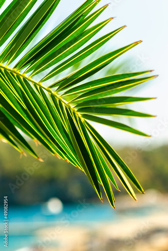 Palm tree leaf background
